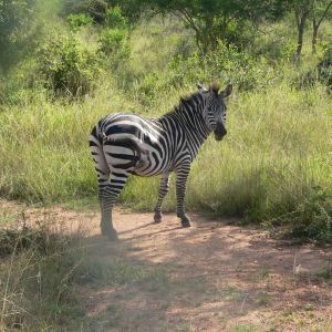 nkundwa (12)